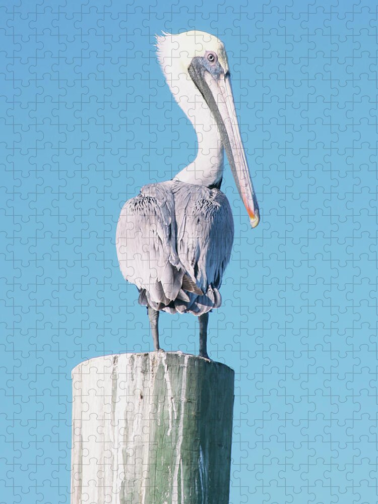 Pelican Jigsaw Puzzle featuring the digital art Pelican Perched I by Kathy Mansfield
