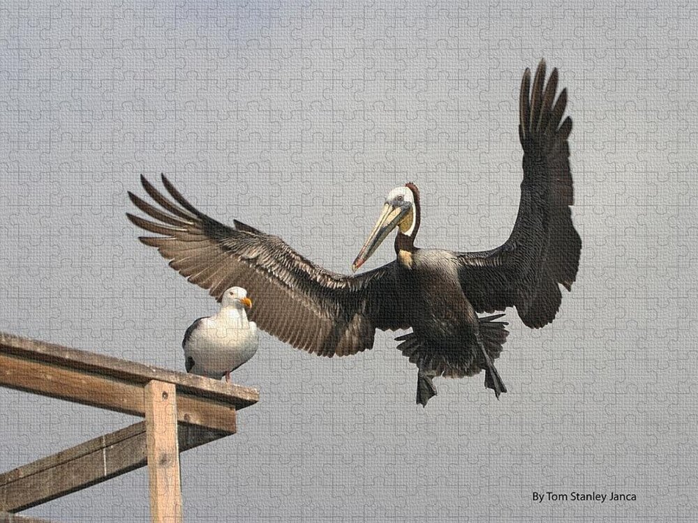 Pelican Wins Jigsaw Puzzle featuring the photograph Pelican Wins Sea Gull Looses by Tom Janca