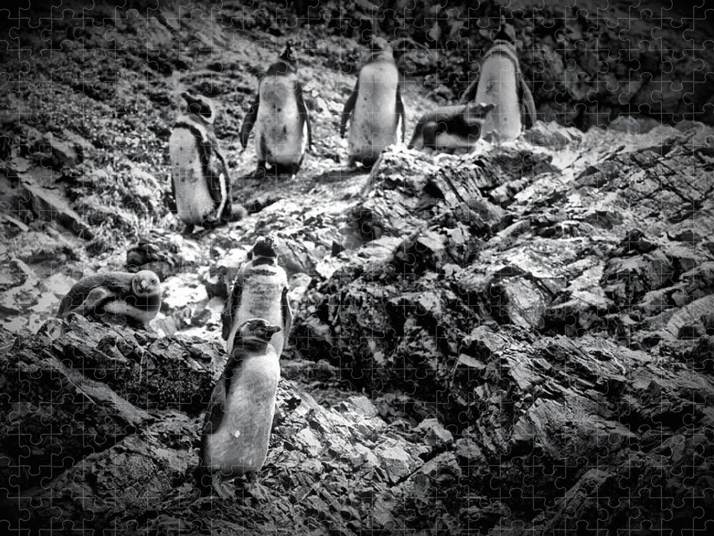 South America Jigsaw Puzzle featuring the photograph Penguins by Richard Gehlbach