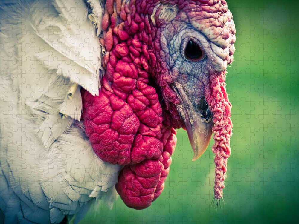 Turkey Jigsaw Puzzle featuring the photograph Pensive Turkey by Priya Ghose