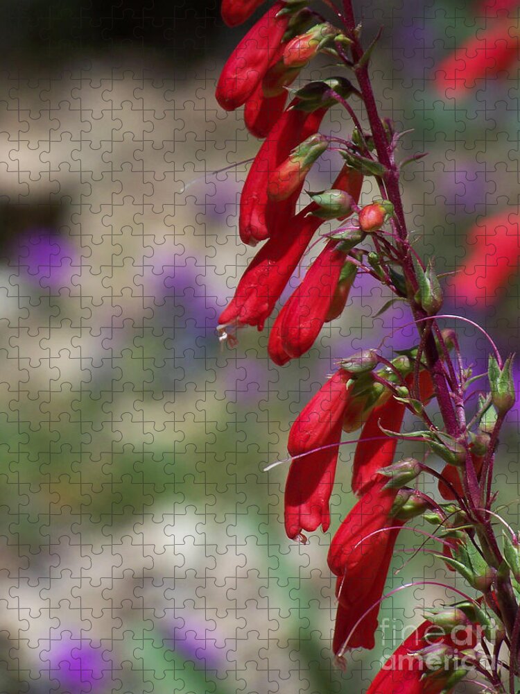 Flowers Jigsaw Puzzle featuring the photograph Penstemon by Kathy McClure
