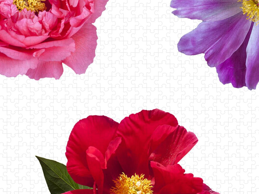 Peony Jigsaw Puzzle featuring the photograph Peonies by Charles Harden