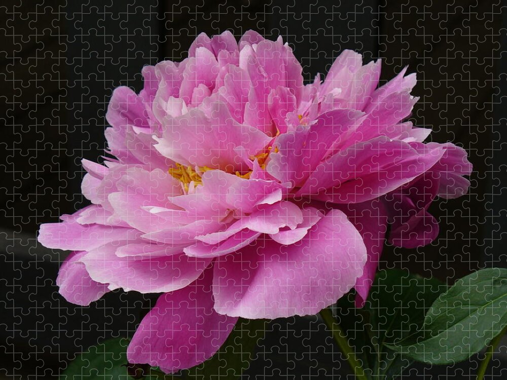 Flowers Jigsaw Puzzle featuring the photograph Peony Blossoms by Lingfai Leung