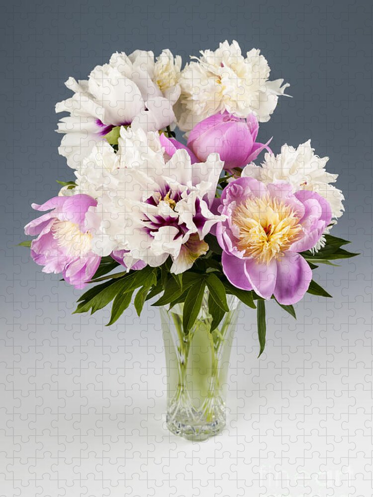 Peony Jigsaw Puzzle featuring the photograph Peony bouquet by Elena Elisseeva