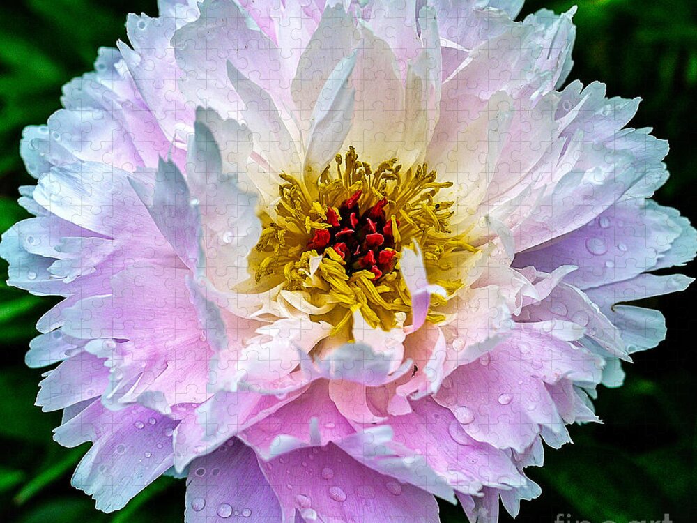 Peony Jigsaw Puzzle featuring the photograph Peony Flower by Edward Fielding