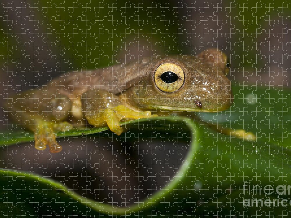 Pepper Treefrog Jigsaw Puzzle featuring the photograph Pepper Treefrog Rana Lechera Comun by William H. Mullins