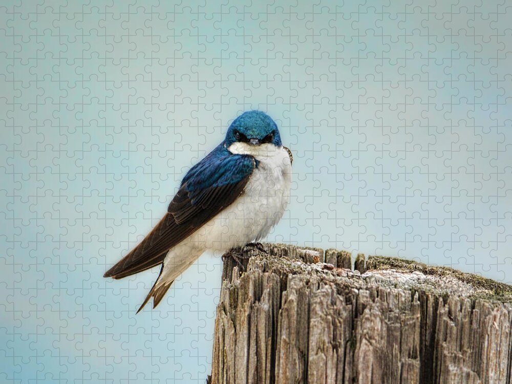 Bird Jigsaw Puzzle featuring the photograph Perched and Waiting by Jai Johnson