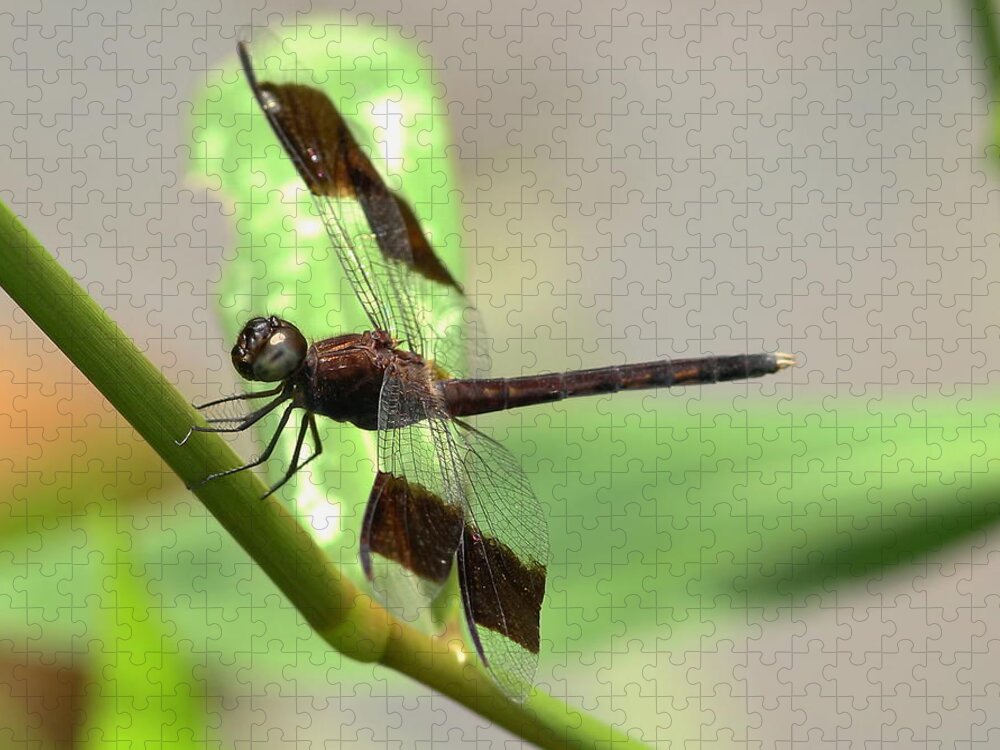 Dragonfly Jigsaw Puzzle featuring the photograph Perched by Erin Thomsen