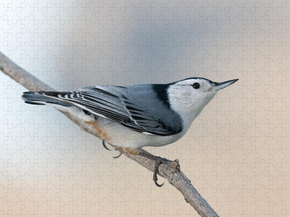 White Breasted Nuthatch Jigsaw Puzzle featuring the photograph Perching Nuthatch by Lara Ellis