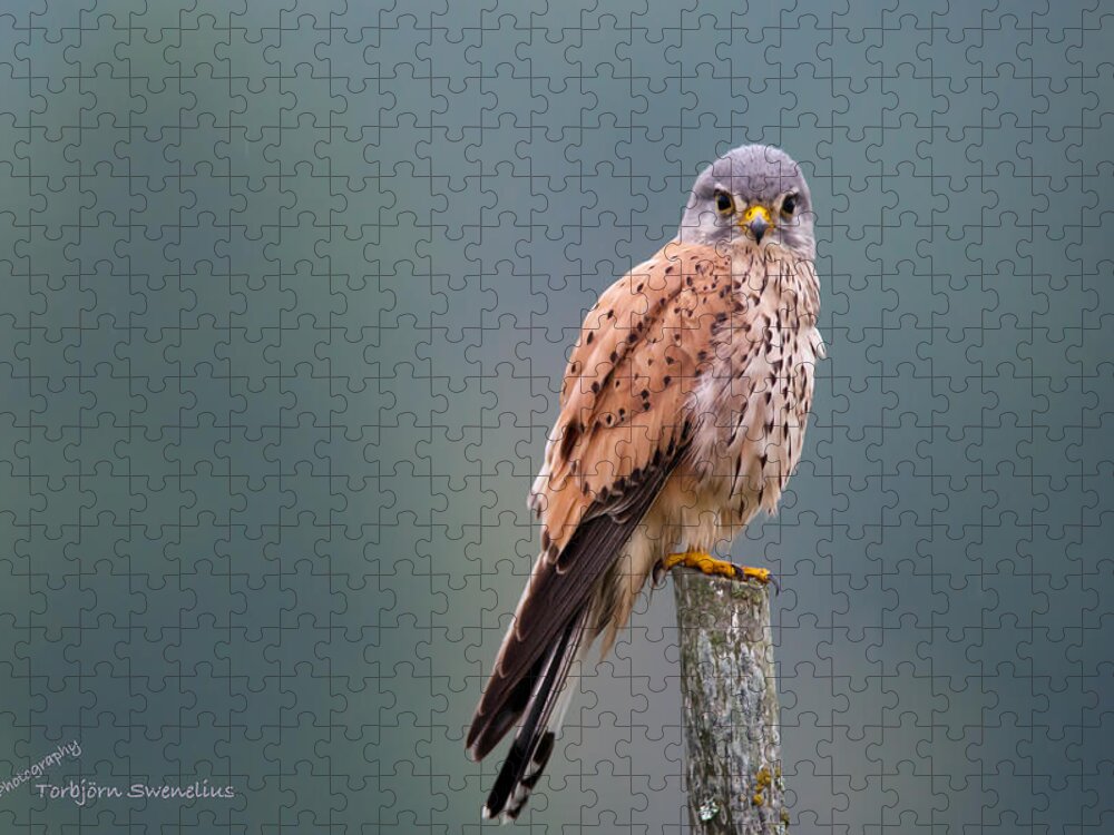 Perching Kestrel Jigsaw Puzzle featuring the photograph Perching by Torbjorn Swenelius