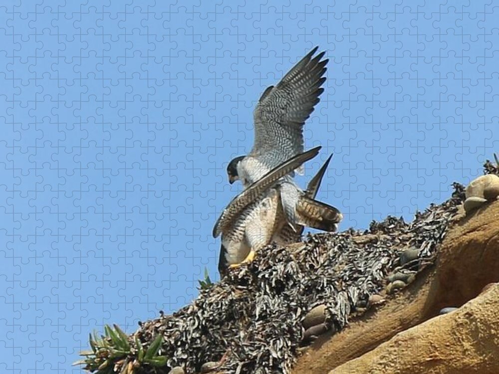 Peregrine Jigsaw Puzzle featuring the photograph Peregrine Falcons - 5 by Christy Pooschke