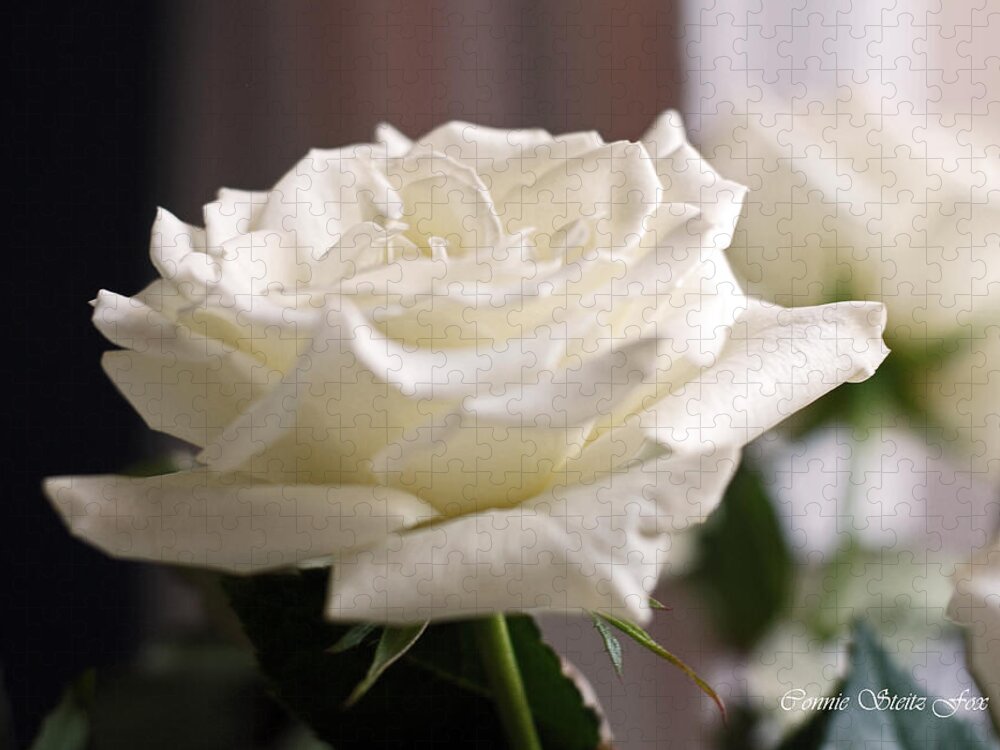 Roses Jigsaw Puzzle featuring the photograph Perfect White Rose by Connie Fox