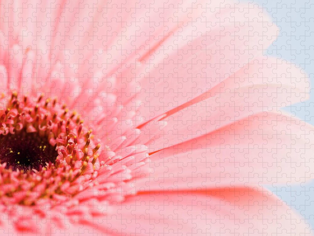 Petal Jigsaw Puzzle featuring the photograph Petals And Head Of Pink Daisy by Vstock