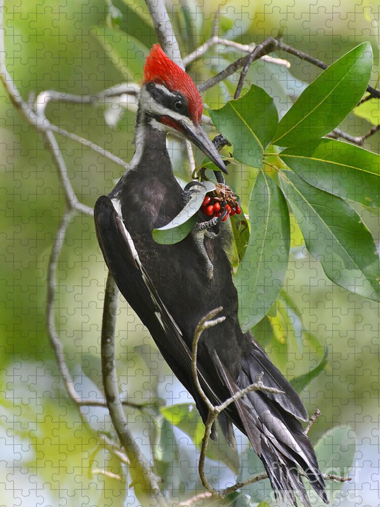Woodpecker Jigsaw Puzzle featuring the photograph Pileated Woodpecker by Kathy Baccari