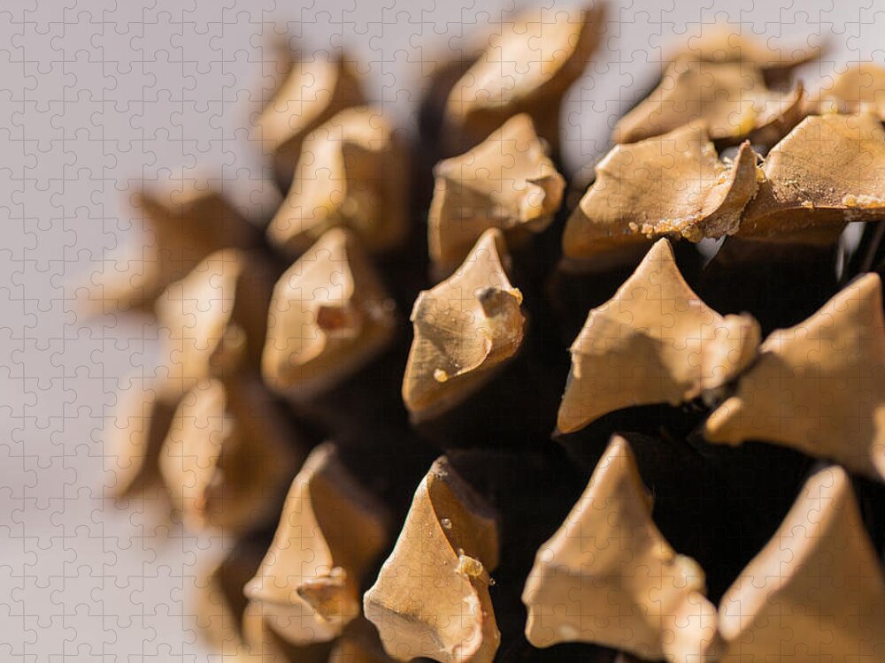 Pine Cone Jigsaw Puzzle featuring the photograph Pine Cone Study 11 by Scott Campbell