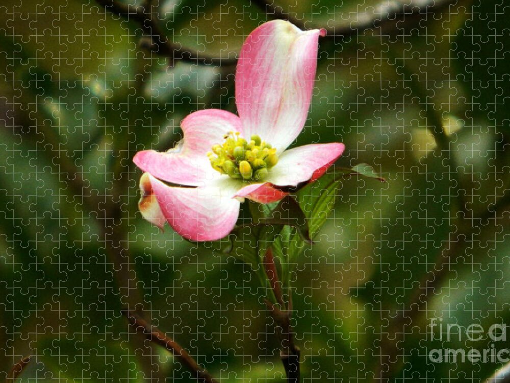 Dogwood Jigsaw Puzzle featuring the photograph Pink dogwood 2 by Andrea Anderegg