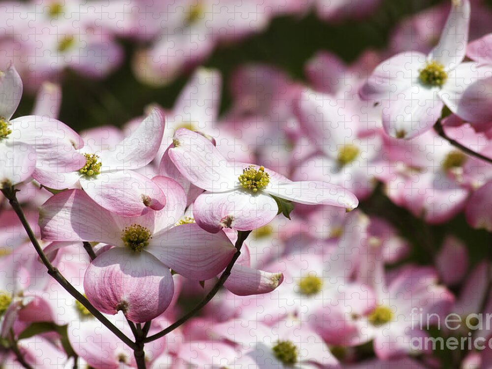 Pink Jigsaw Puzzle featuring the photograph Pink Dogwood Blooms by Jill Lang