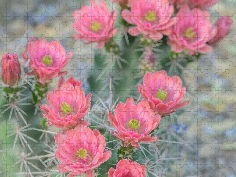Pink Cactus Flower Jigsaw Puzzle featuring the photograph Pink Hegehog Cactus by Tamara Becker