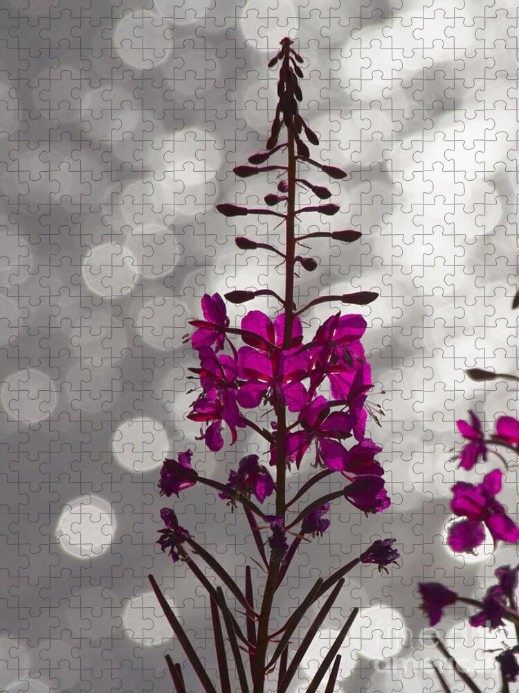 Fireweed Jigsaw Puzzle featuring the photograph Pink by Heiko Koehrer-Wagner
