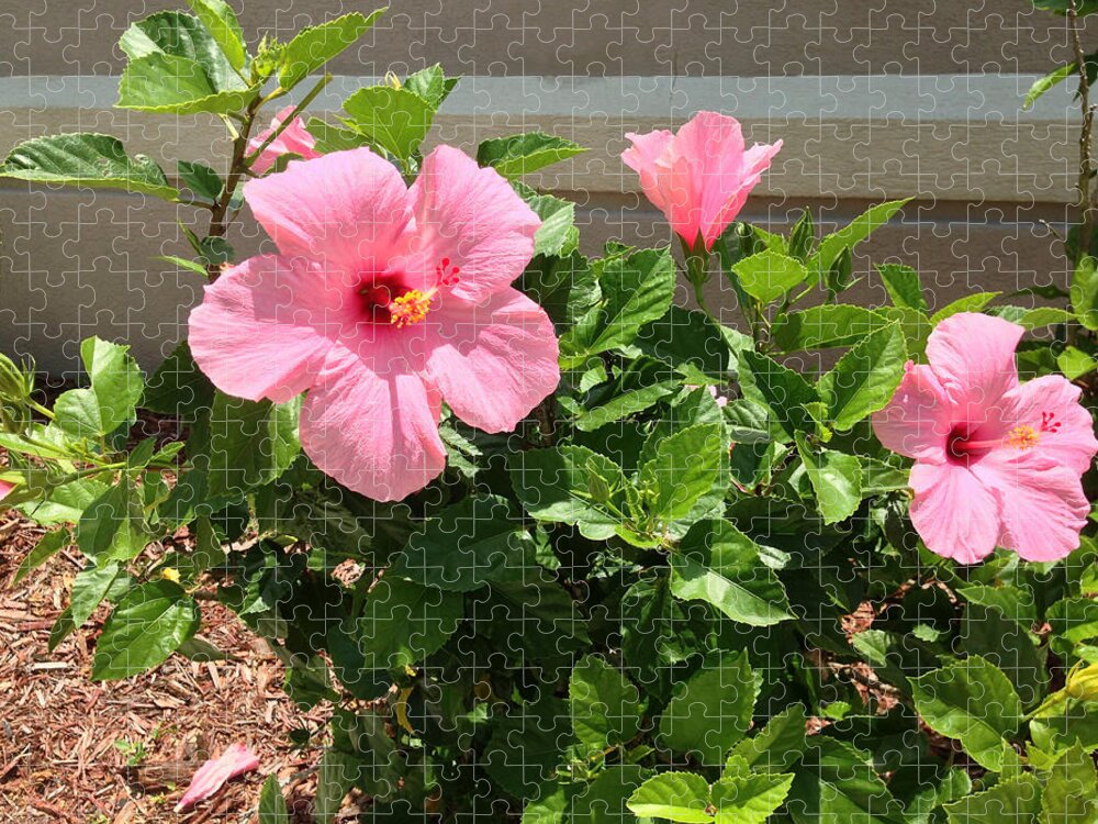 Hibiscus Jigsaw Puzzle featuring the photograph Pink Hibiscus by Aimee L Maher ALM GALLERY