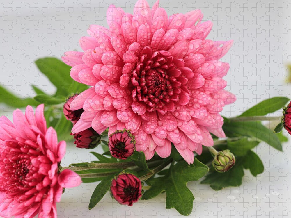Pink Mums Still Life Jigsaw Puzzle featuring the photograph Pink Mums by Rachel Cohen