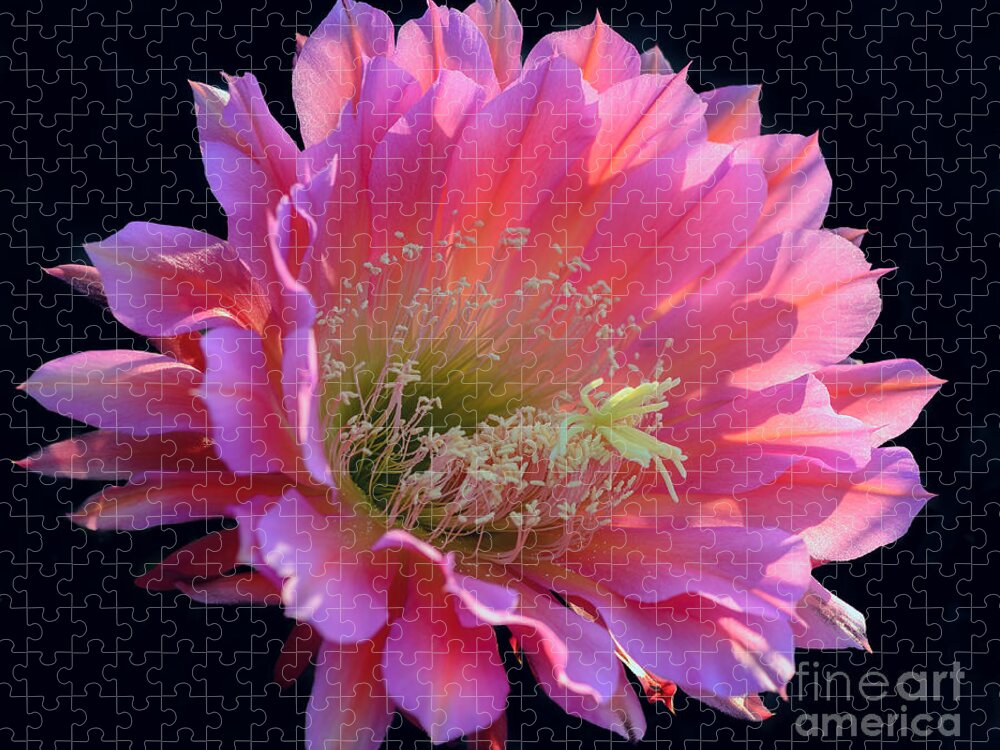 Pink Cactus Flower Jigsaw Puzzle featuring the photograph Pink Night Blooming Cactus Flower by Tamara Becker