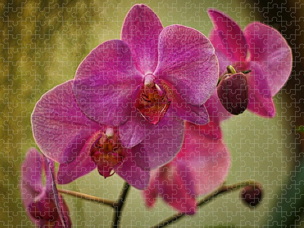 Orchid Jigsaw Puzzle featuring the photograph Pink Orchids by Stuart Litoff