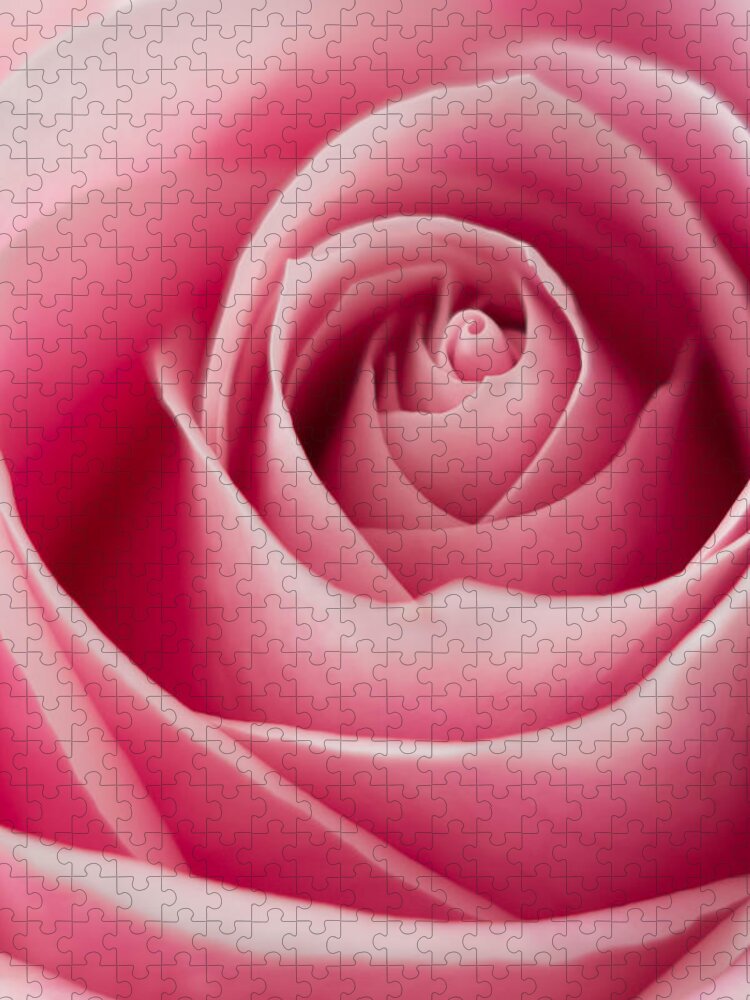 Rose Jigsaw Puzzle featuring the photograph Pink Passion by Ernest Echols