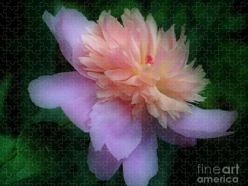 Peony Jigsaw Puzzle featuring the photograph Pink Peony Flower by Smilin Eyes Treasures