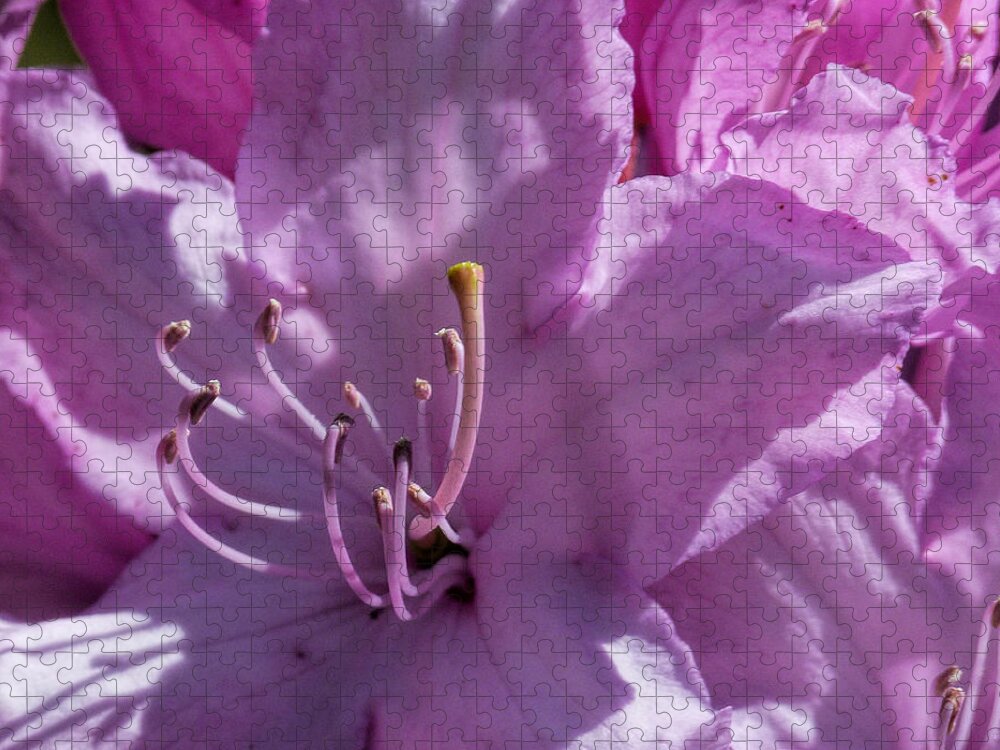 Rhododendron Jigsaw Puzzle featuring the photograph Pink Rhododendron by Lynn Bolt