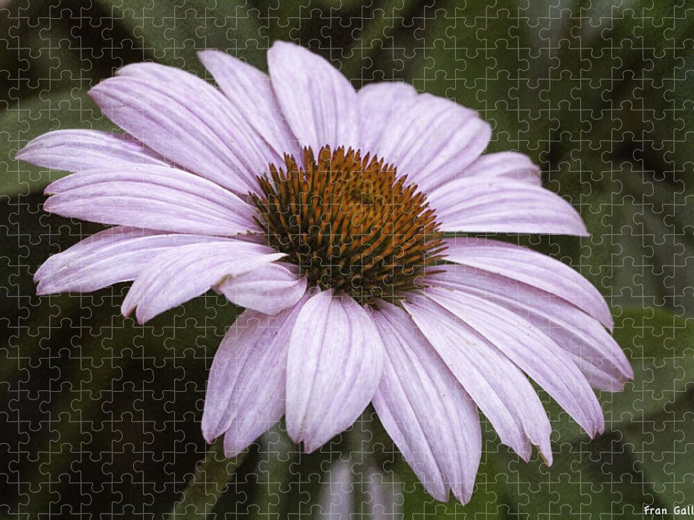 Flower Jigsaw Puzzle featuring the photograph Pink Summers by Fran Gallogly