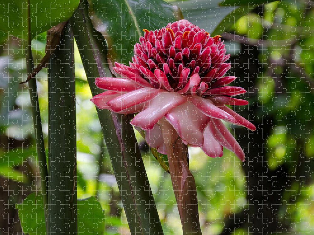 Pink Jigsaw Puzzle featuring the photograph Pink Torch Ginger by Laurel Best