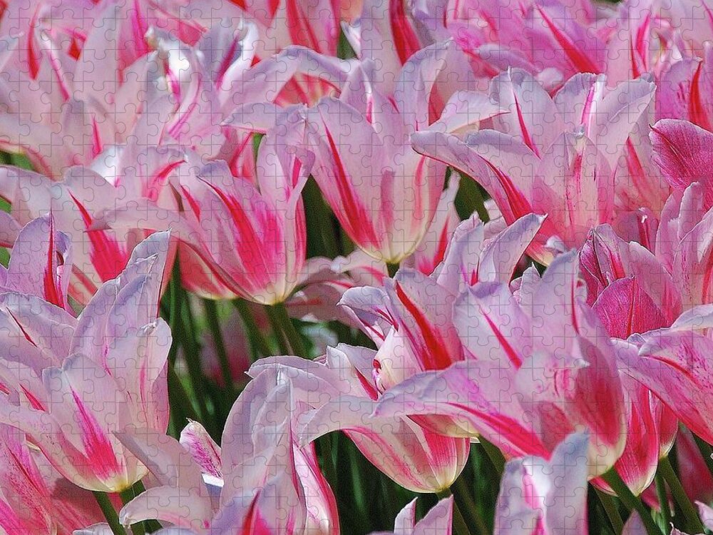 Pink Tulips Jigsaw Puzzle featuring the photograph Pink Tulips 3 by Allen Beatty