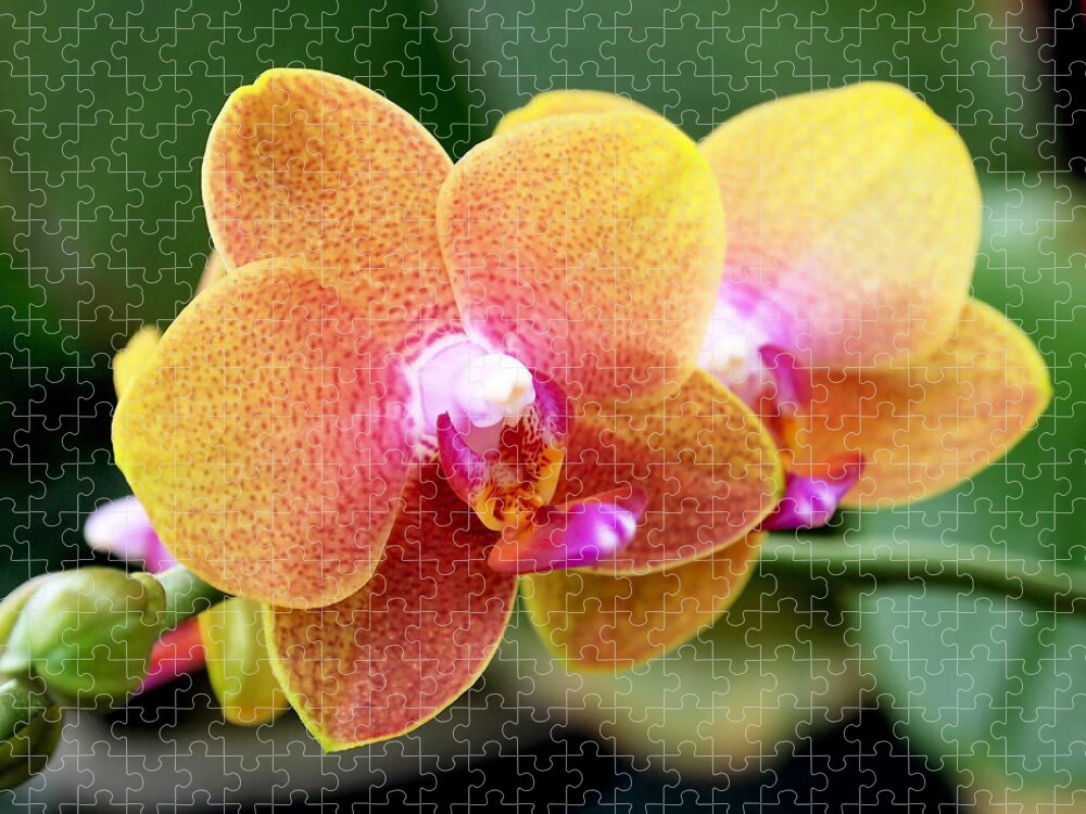 Orchid Jigsaw Puzzle featuring the photograph Pink Yellow Orchid by Rona Black