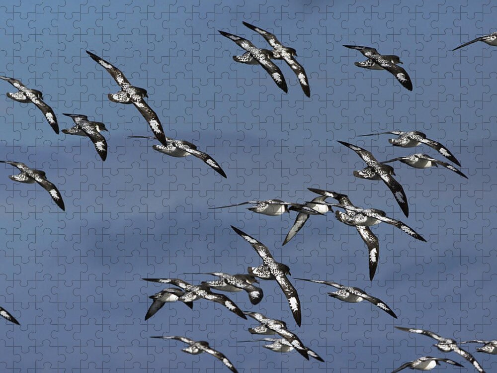 Feb0514 Jigsaw Puzzle featuring the photograph Pintado Petrel Flock Flying Antarctica by Hiroya Minakuchi