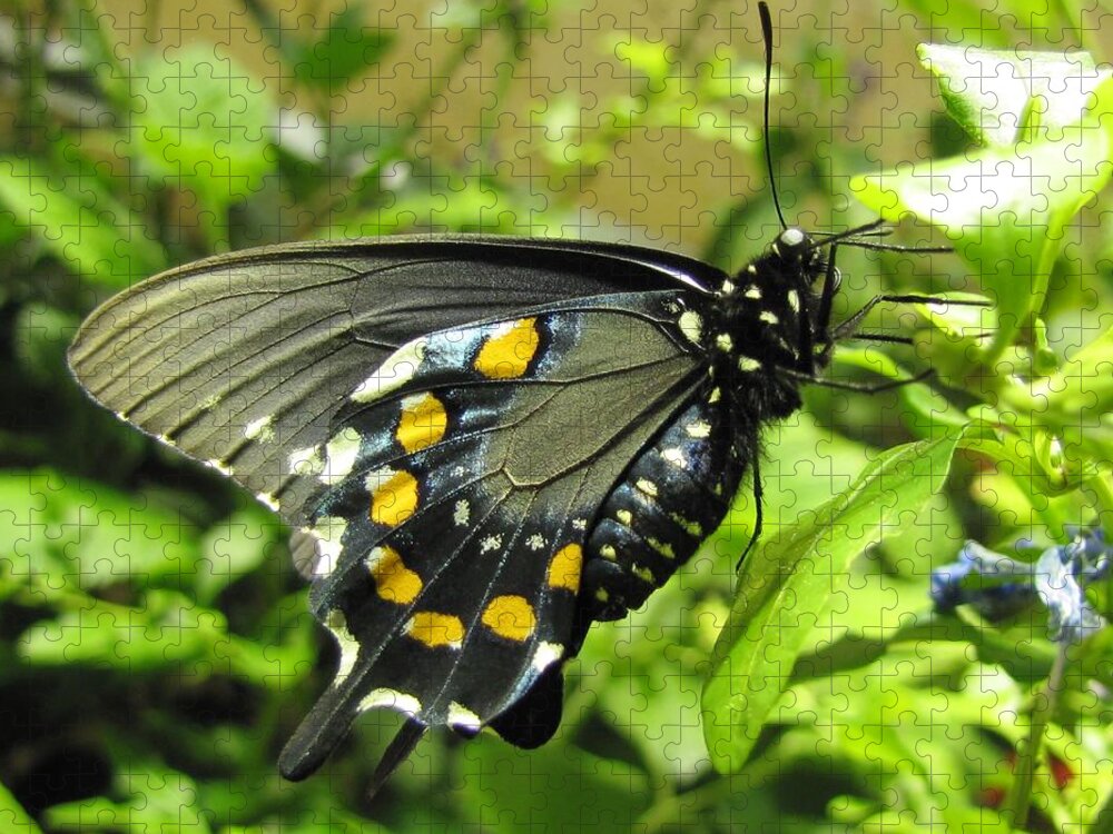 Butterfly Jigsaw Puzzle featuring the photograph Pipevine Swallowtail by Jennifer Wheatley Wolf