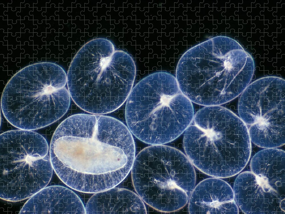 Flpa Jigsaw Puzzle featuring the photograph Pltons Noctiluca Scintillans X12 by D P Wilson