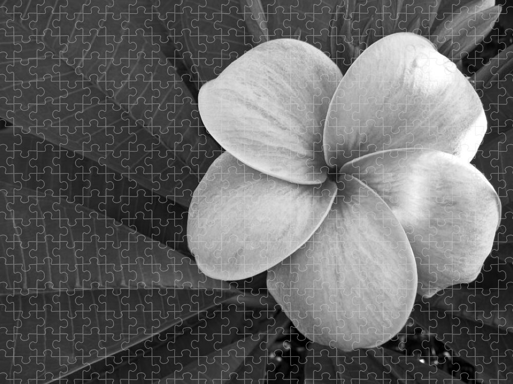 Floral Jigsaw Puzzle featuring the photograph Plumeria with Raindrops by Shane Kelly