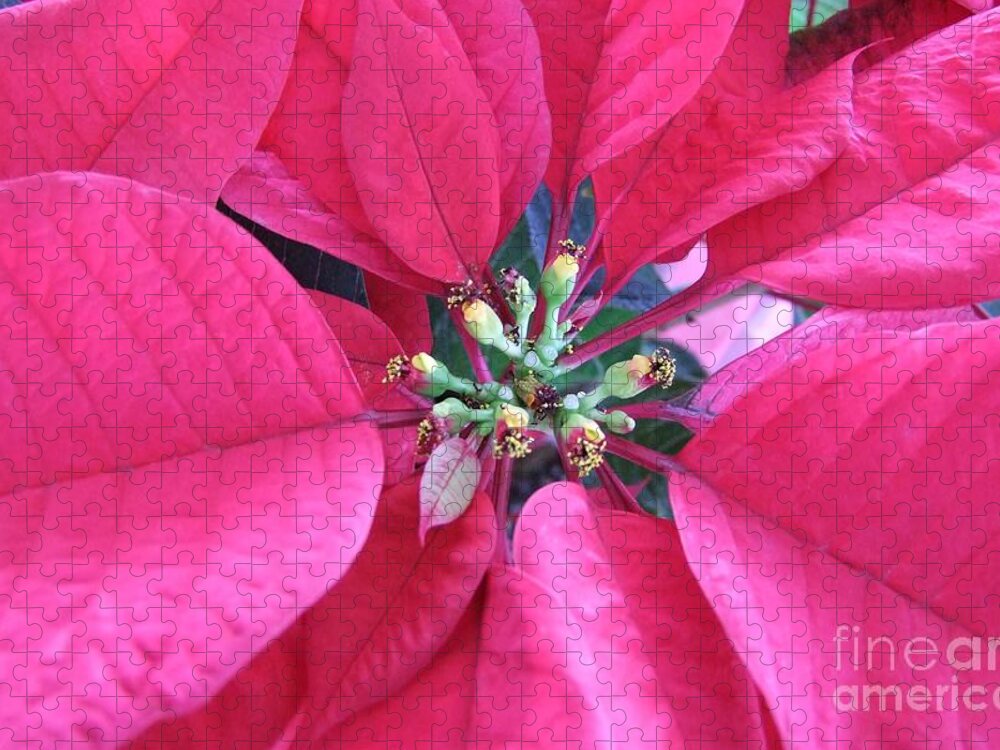 Poinsettia Jigsaw Puzzle featuring the photograph Poinsettia Burst by Mary Deal