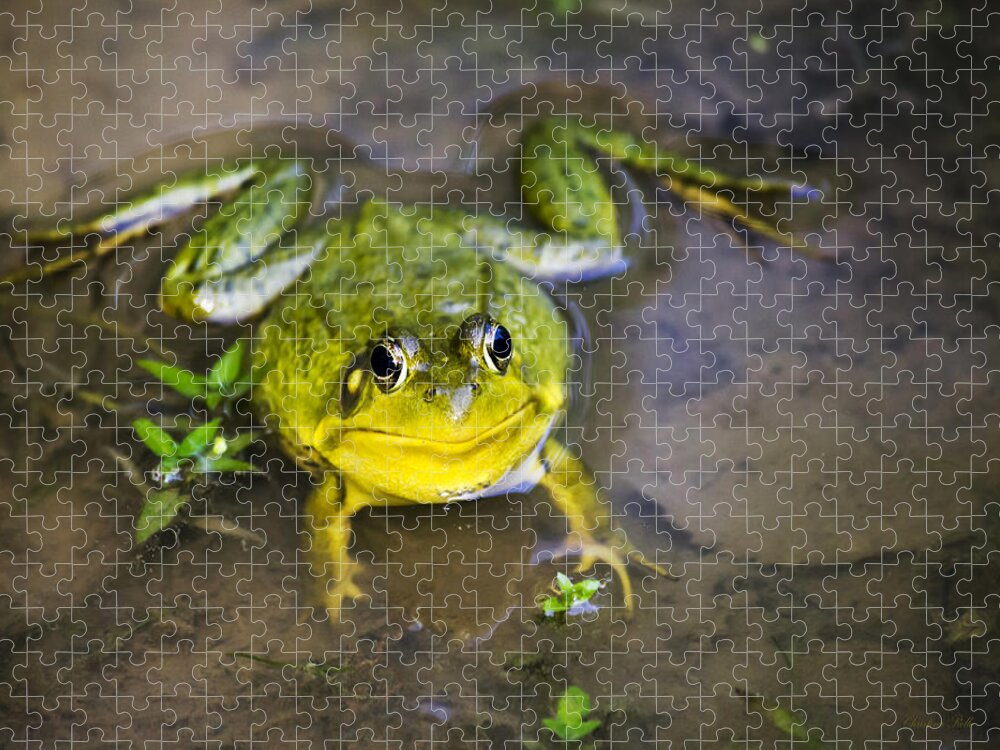 Green Frog Jigsaw Puzzle featuring the photograph Chubby Green Frog by Christina Rollo