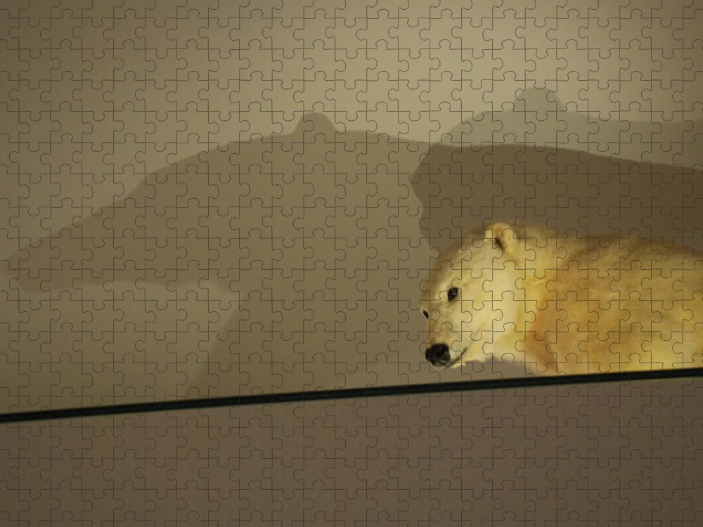 Natural History Jigsaw Puzzle featuring the photograph Polar Bear Shadows by Kenny Glover