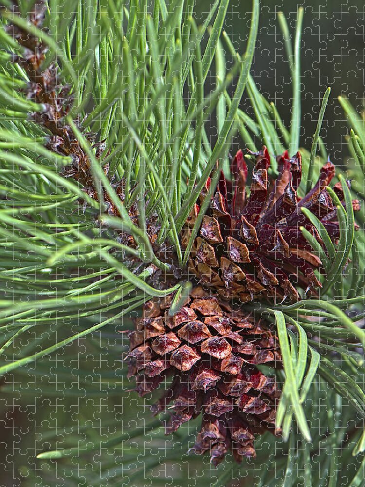 Ponderosa Pine Cones Jigsaw Puzzle featuring the photograph Ponderosa Pine Cones by Sharon Talson