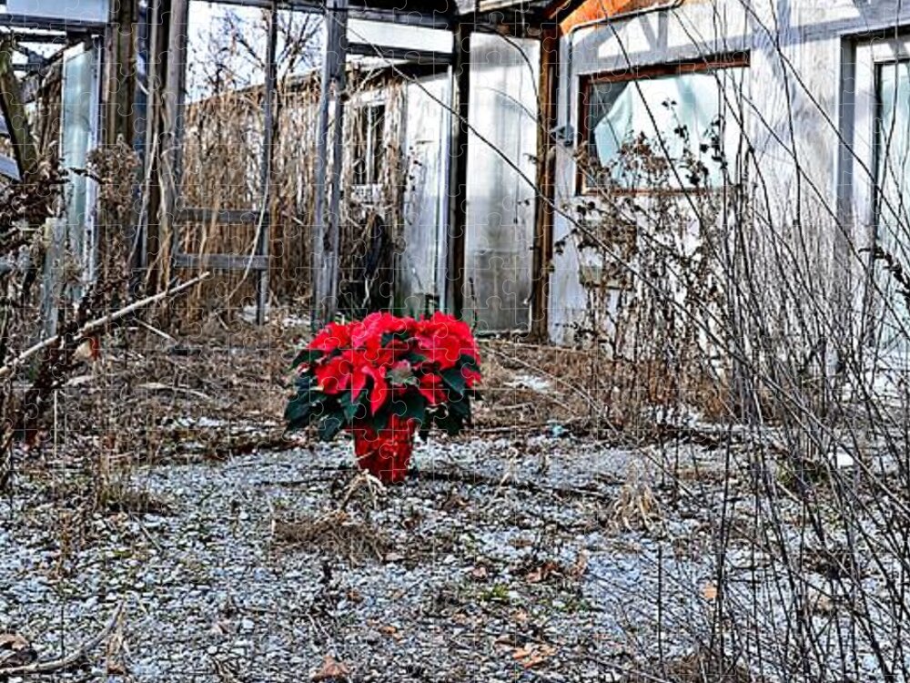 Poinsettia Jigsaw Puzzle featuring the photograph Ponsettias in Abandon Greenhouse by Randy J Heath