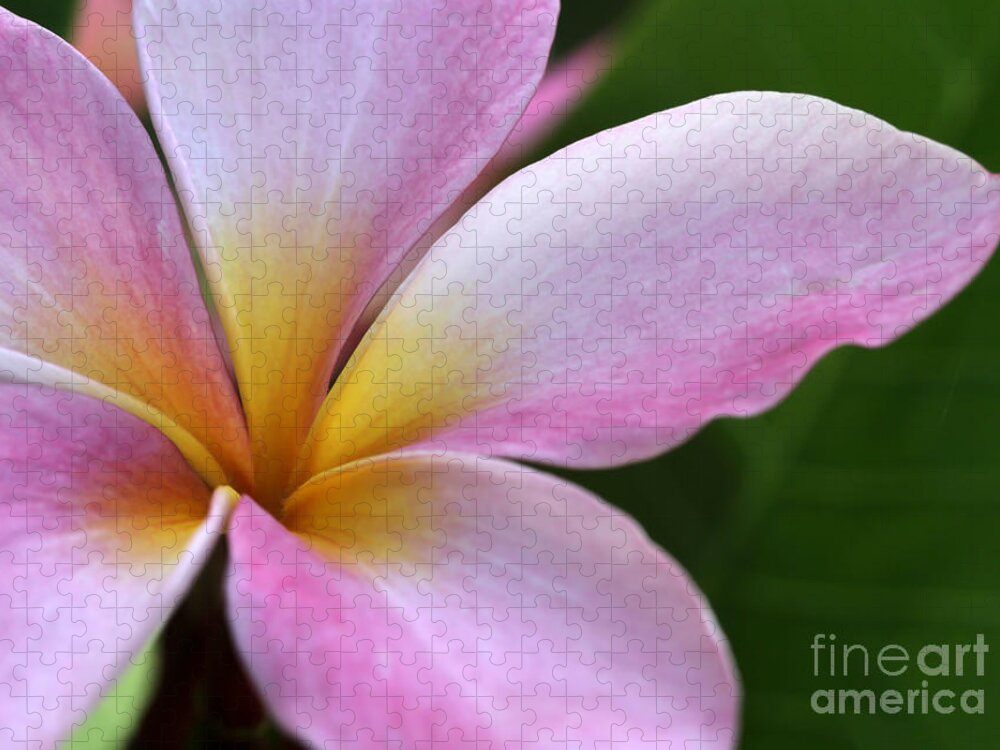 Macro Jigsaw Puzzle featuring the photograph Pop of Pink Plumeria by Sabrina L Ryan