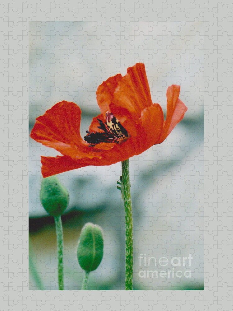 Poppy Jigsaw Puzzle featuring the photograph Poppy - 1 by Jackie Mueller-Jones