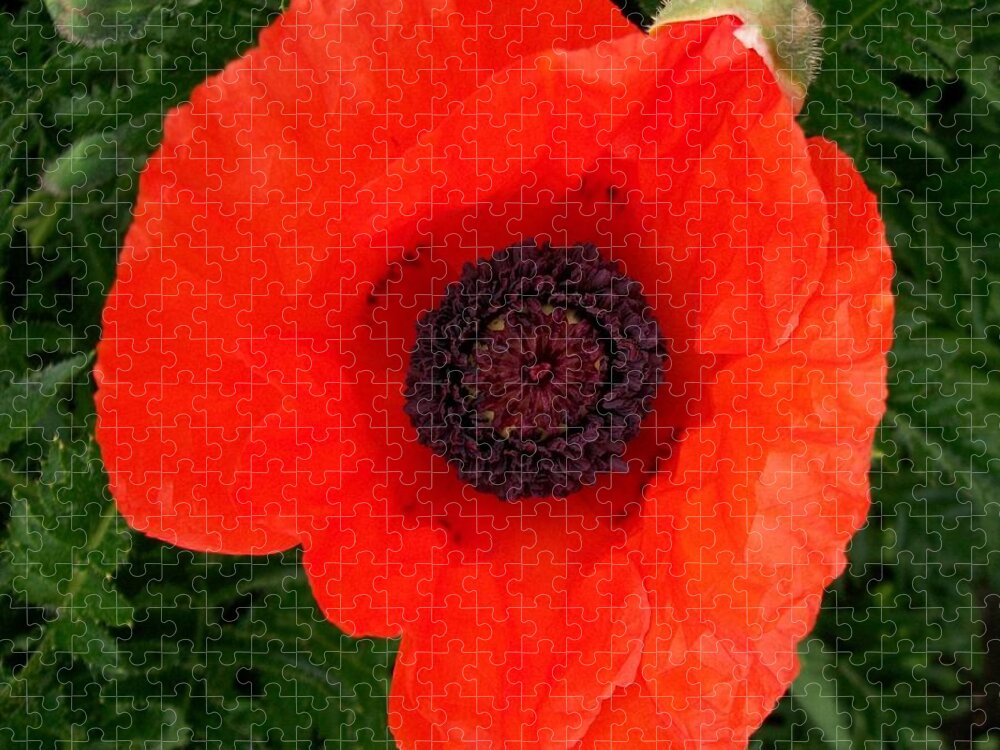Poppy Jigsaw Puzzle featuring the photograph Poppy of Remembrance by Sharon Duguay