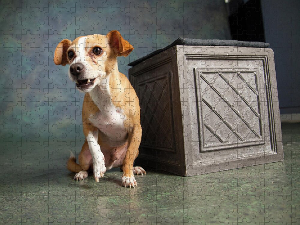 https://render.fineartamerica.com/images/rendered/default/flat/puzzle/images-medium-5/portrait-of-a-chihuahua-mix-dog-animal-images.jpg?&targetx=0&targety=-24&imagewidth=1000&imageheight=799&modelwidth=1000&modelheight=750&backgroundcolor=757A70&orientation=0&producttype=puzzle-18-24&brightness=351&v=6