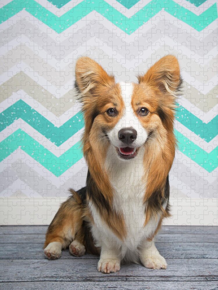 https://render.fineartamerica.com/images/rendered/default/flat/puzzle/images-medium-5/portrait-of-a-fluffy-corgi-holly-hildreth.jpg?&targetx=0&targety=-10&imagewidth=750&imageheight=1021&modelwidth=750&modelheight=1000&backgroundcolor=D2D2D4&orientation=1&producttype=puzzle-18-24&brightness=632&v=6
