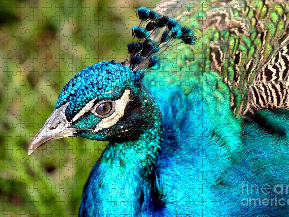 Peacock Portrait Jigsaw Puzzle featuring the photograph Portrait Of A Peacock by Kathy White