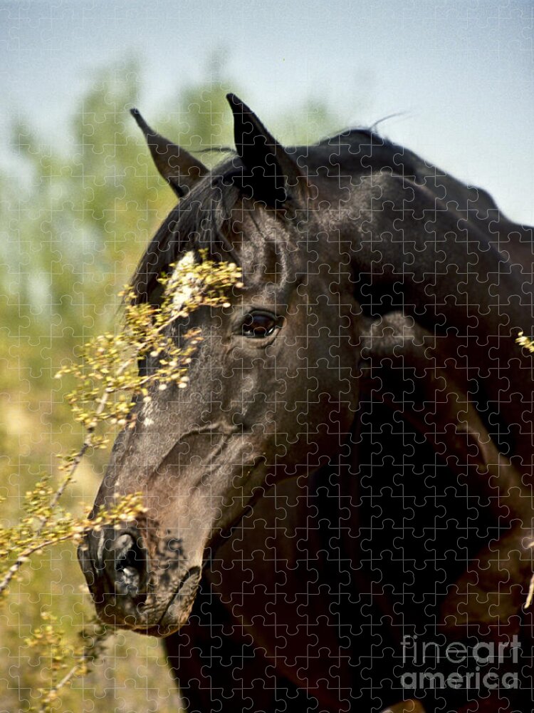 Horse Jigsaw Puzzle featuring the photograph Portrait of a Thoroughbred by Kathy McClure